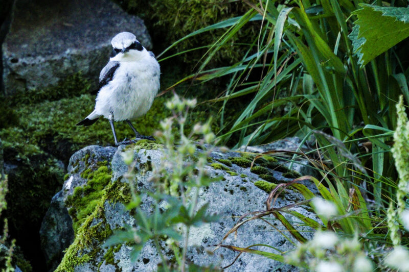 Traquet motteux mâle